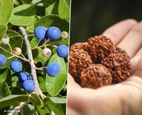 Natural Rudraksha Plant-thumb0