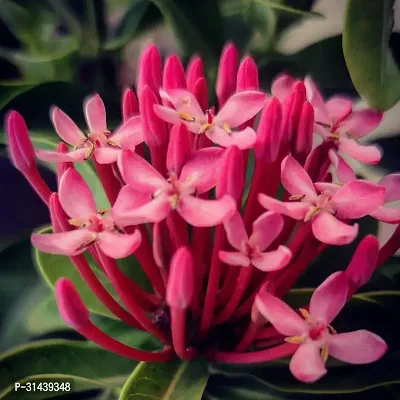 Natural Trothic Ixora/Chethi Plant-thumb0