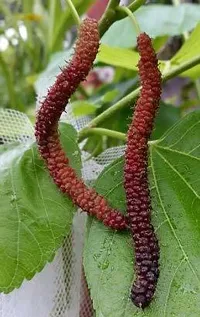 Natural Shahtoot/Mulberry Plant-thumb3