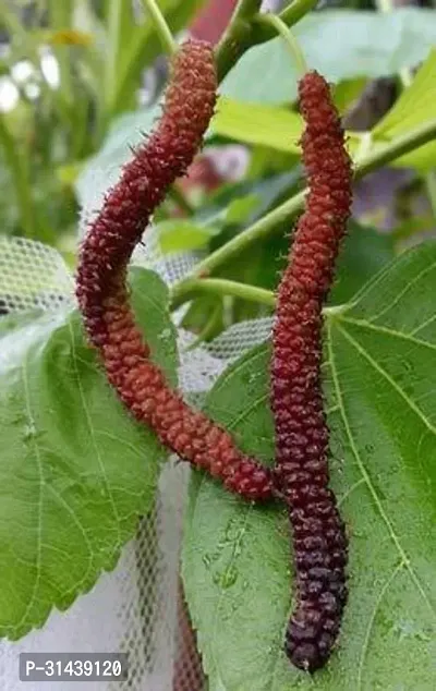 Natural Shahtoot/Mulberry Plant-thumb4