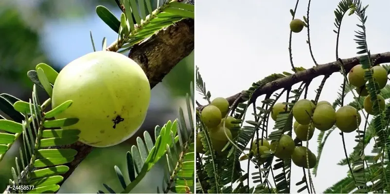 Natural Amla Plant