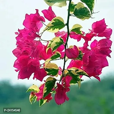 Bougainvillea Plant-thumb3