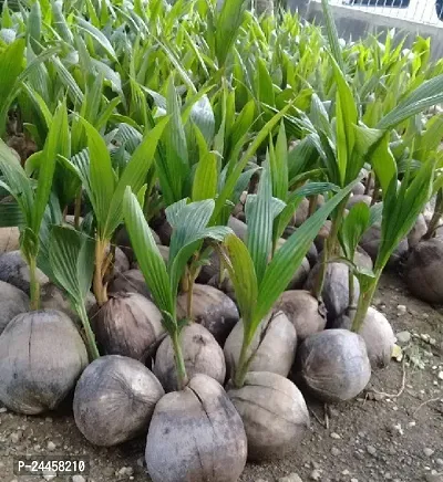 Natural Coconut Plant-thumb0