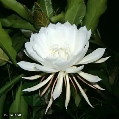 Natural Brahma Kamal Plant-thumb0