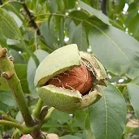 Natural Walnut Plant-thumb2