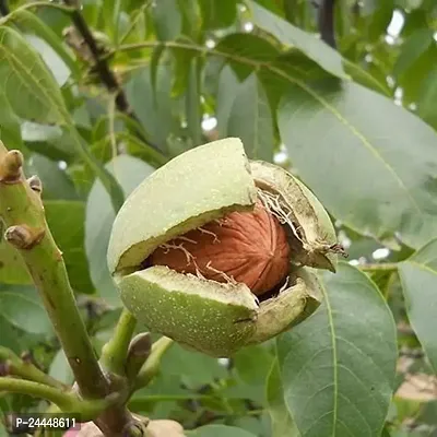 Natural Walnut Plant-thumb3