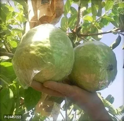 Natural Guava Plant-thumb0