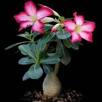 Natural Adenium Plant-thumb4