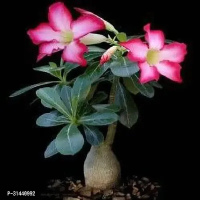 Natural Adenium Plant-thumb5