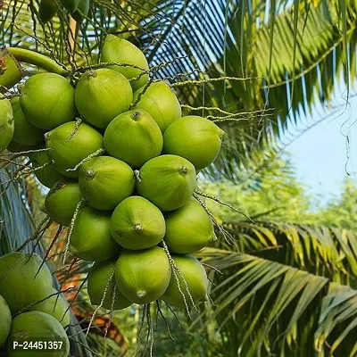 Natural Coconut Plant