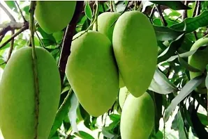 Natural Mango Plant-thumb1