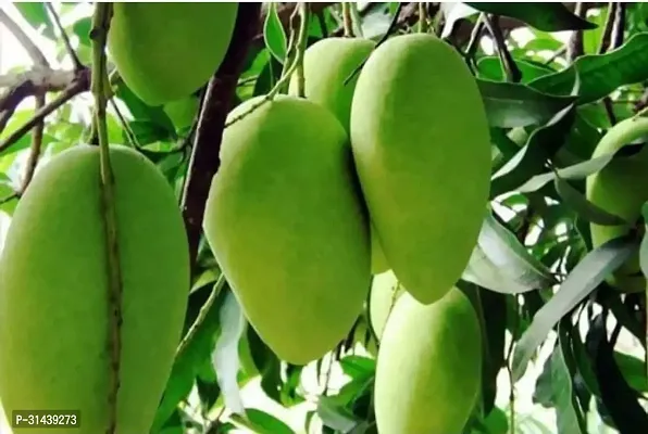 Natural Mango Plant-thumb2