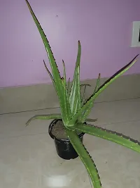 Natural Aloe Vera Plant-thumb1