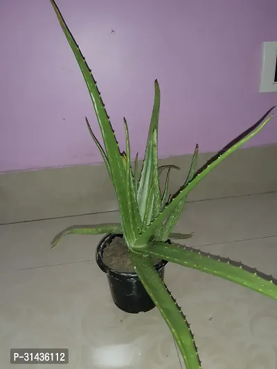 Natural Aloe Vera Plant-thumb2