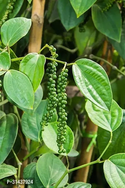 Natural Black Pepper Plant-thumb0