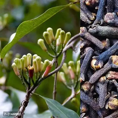 Natural Clove Plant-thumb0