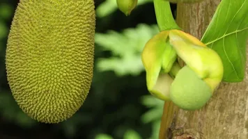 Natural Jack Fruit Plant-thumb1