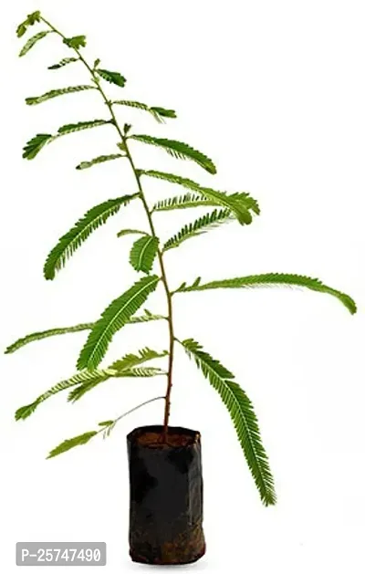 Amla Plant