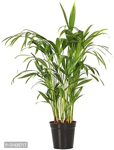 Natural Areca Palm Plant