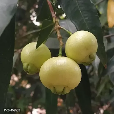 Natural Jamun Plant