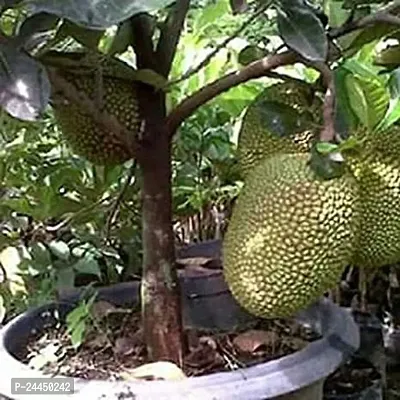 Natural Jack Fruit Plant