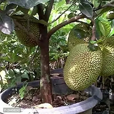 Natural Jack Fruit Plant-thumb0