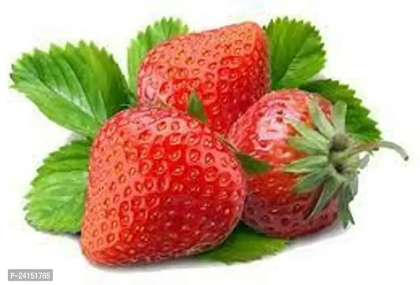 Strawberry Plant