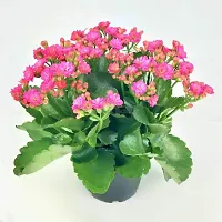 Kalanchoe Plant-thumb2