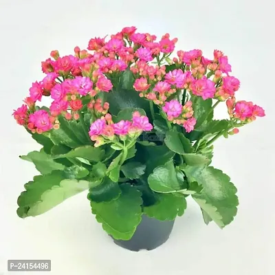 Kalanchoe Plant-thumb3