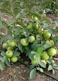 Natural Guava Plant-thumb3