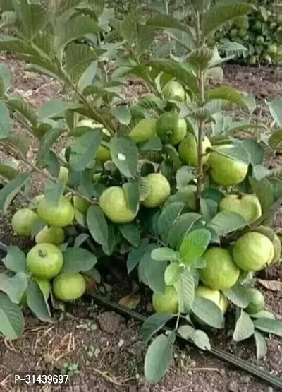 Natural Guava Plant-thumb4