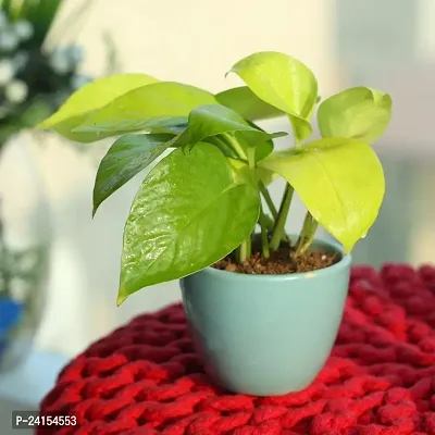 Money Plant