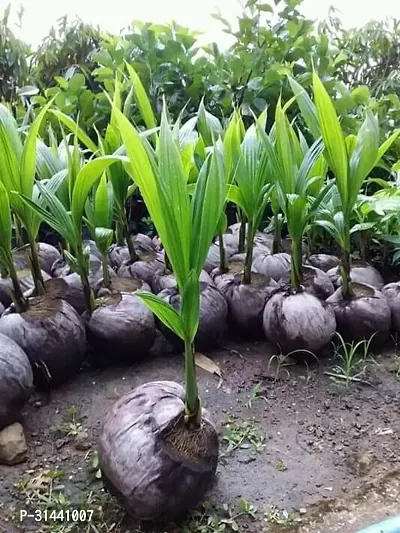 Natural Coconut Plant-thumb0