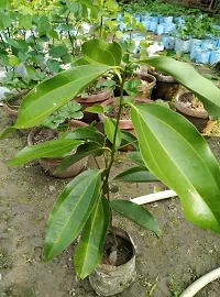 Natural Cinnamon Plant-thumb3