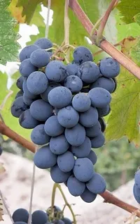 Grapes Plant-thumb1