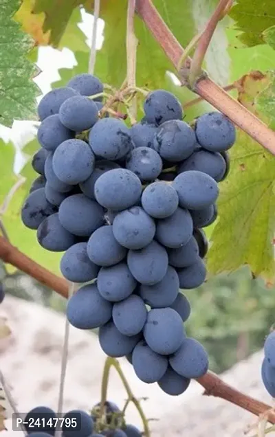 Grapes Plant-thumb2