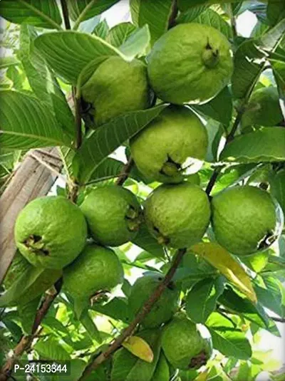 Guava Plant-thumb0