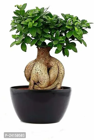 Ficus Plant