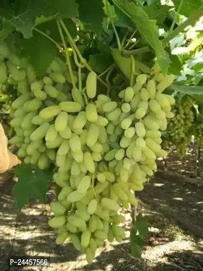 Natural Grapes Plant-thumb0