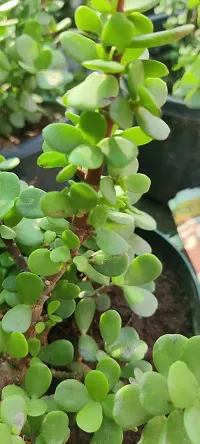 Natural Jade Plant-thumb2