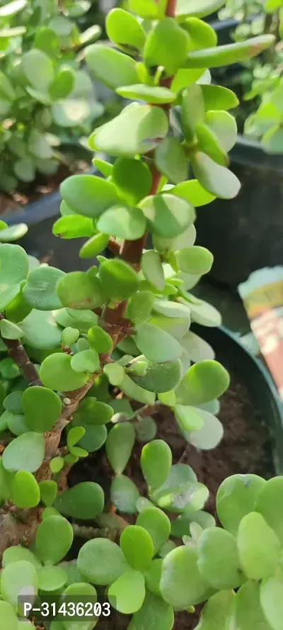 Natural Jade Plant-thumb3