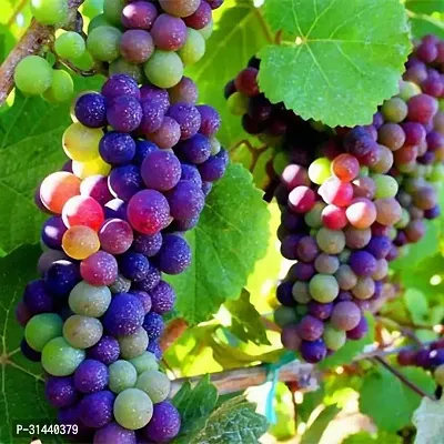 Natural Grapes Plant