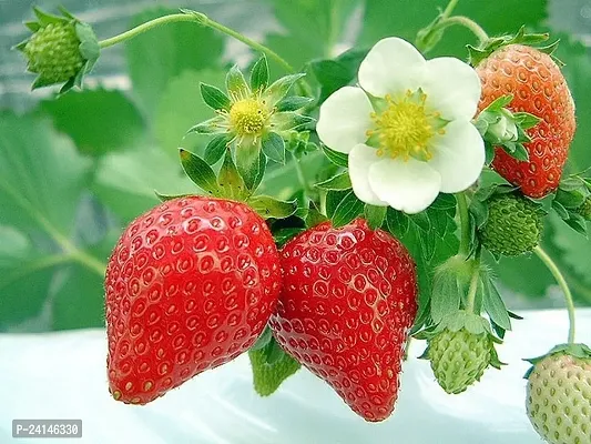 Strawberry Plant