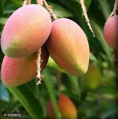 Natural Mango Plant-thumb0