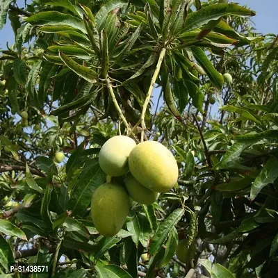 Natural Mango Plant-thumb2