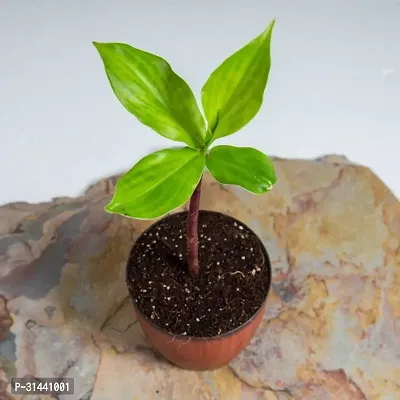 Natural Insulin Plant-thumb0