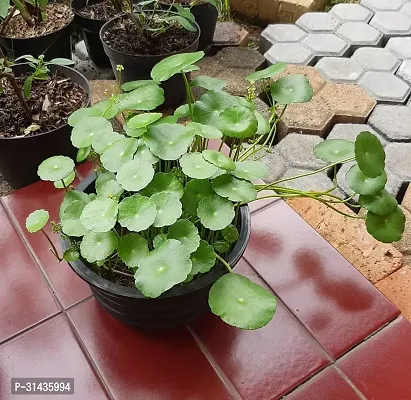 Natural Water Pennywort Plant-thumb0