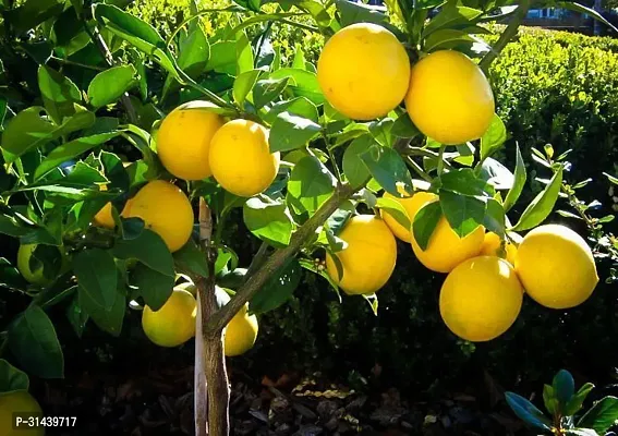 Natural Lemon Plant-thumb0