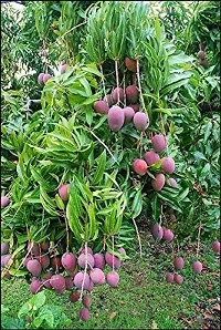 Natural Mango Plant-thumb1
