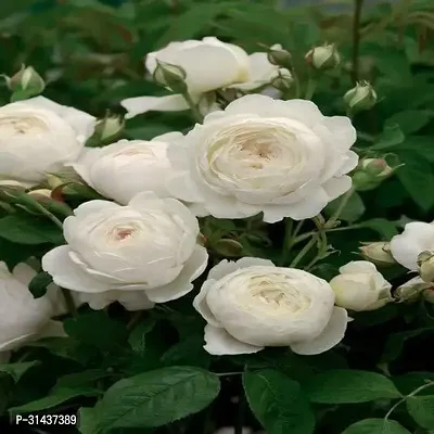 Natural Rose Plant